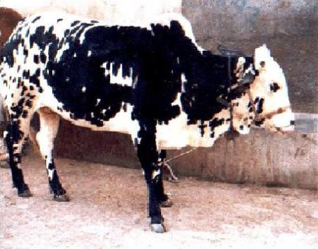 ALLAH QUEL BELLE NOM POUR PRONONCER